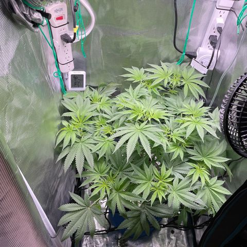 Critical Kush growlog timeline photo