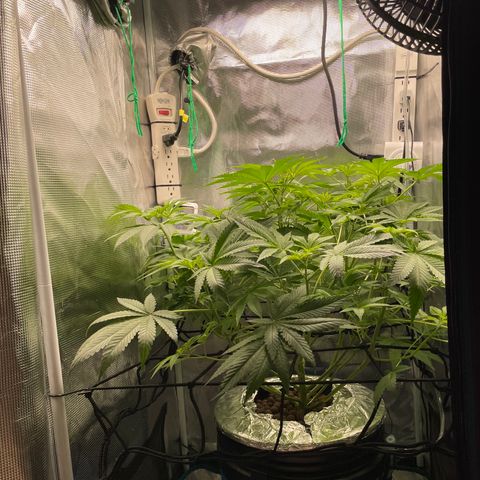 Critical Kush growlog timeline photo