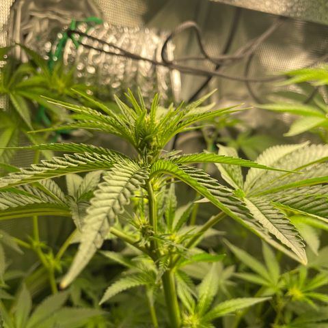 Critical Kush growlog timeline photo