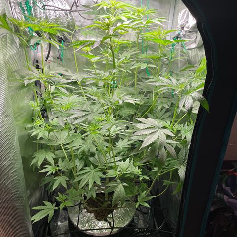 Critical Kush growlog timeline photo