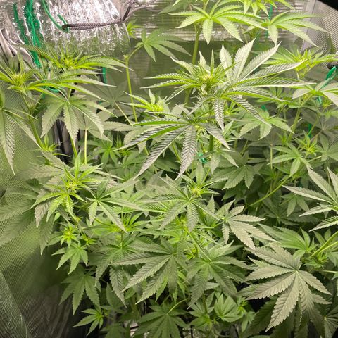 Critical Kush growlog timeline photo