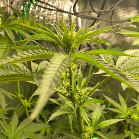 Critical Kush growlog timeline photo