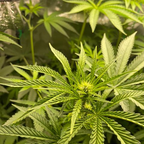 Critical Kush growlog timeline photo
