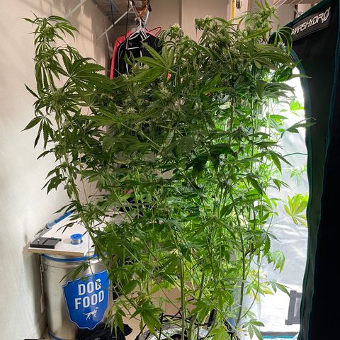 Critical Kush growlog timeline photo