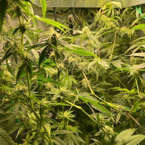 Critical Kush growlog timeline photo
