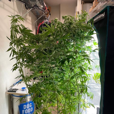 Critical Kush growlog timeline photo