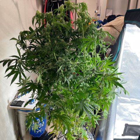Critical Kush growlog timeline photo