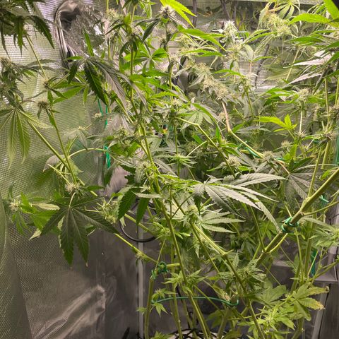 Critical Kush growlog timeline photo