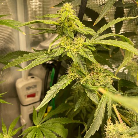 Critical Kush growlog timeline photo