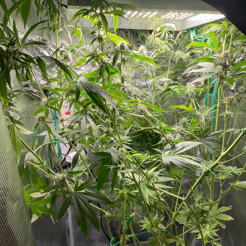 Critical Kush growlog timeline photo