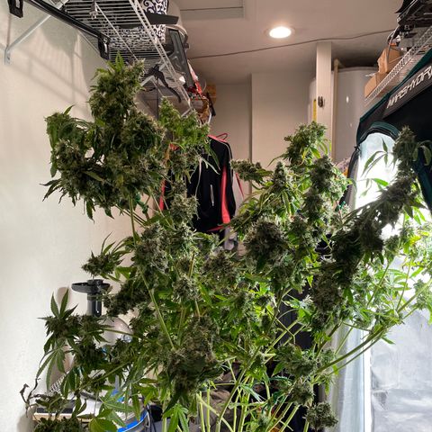 Critical Kush growlog timeline photo