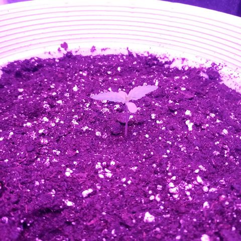 Einden mass mr hide growlog timeline photo