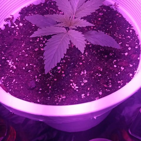 Einden mass mr hide growlog timeline photo