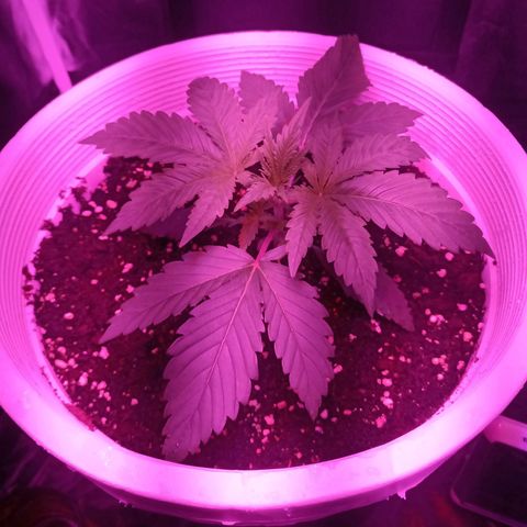 Einden mass mr hide growlog timeline photo