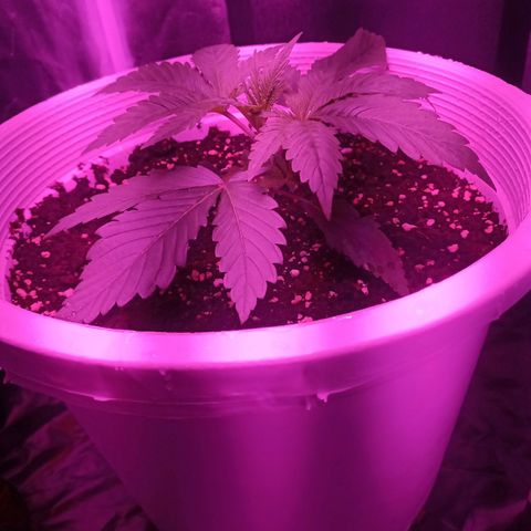 Einden mass mr hide growlog timeline photo