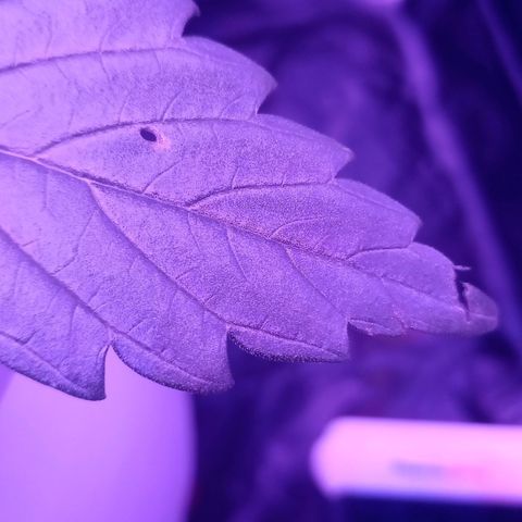 Einden mass mr hide growlog photo: Parece quemado?? 