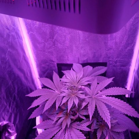 Einden mass mr hide growlog photo: No li ha afectat res la poda, almenys aixo sembla, esta alta i bonica, veiem com acança
