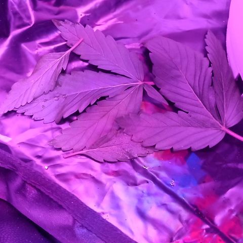 Einden mass mr hide growlog photo: Poda