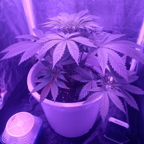 Einden mass mr hide growlog timeline photo