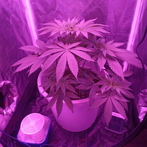 Einden mass mr hide growlog timeline photo