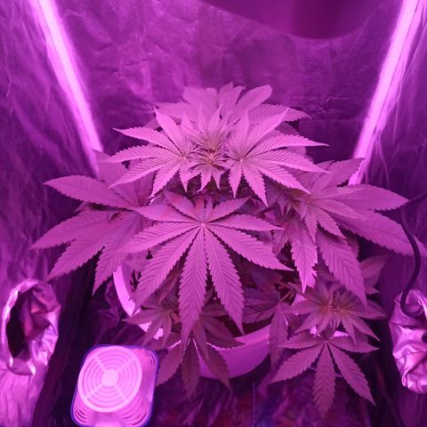 Einden mass mr hide growlog timeline photo