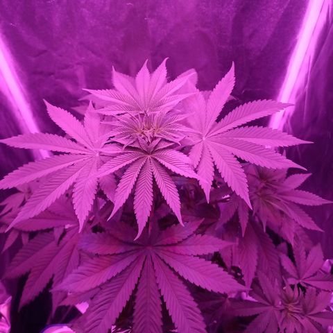 Einden mass mr hide growlog timeline photo
