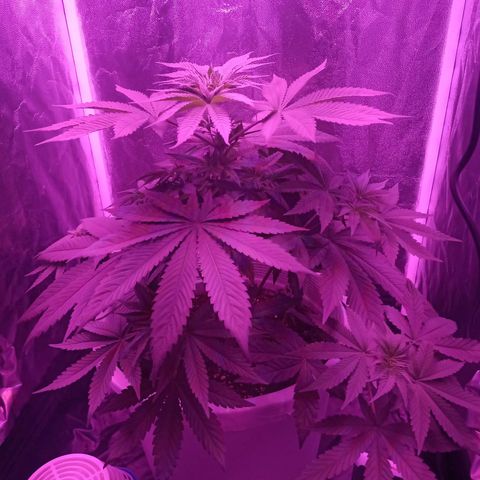 Einden mass mr hide growlog timeline photo