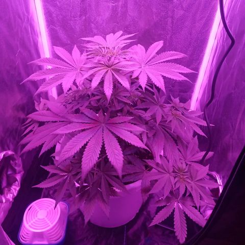 Einden mass mr hide growlog timeline photo