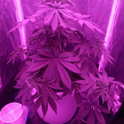 Einden mass mr hide growlog photo: Esta tan decaido xk le tocaba riego