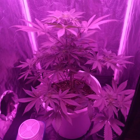 Einden mass mr hide growlog photo: La he podado, hojas gramdes inservibles y unss poxas de abajo dle todo k no tenian nda de luz