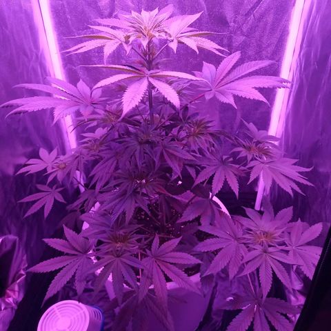 Einden mass mr hide growlog timeline photo