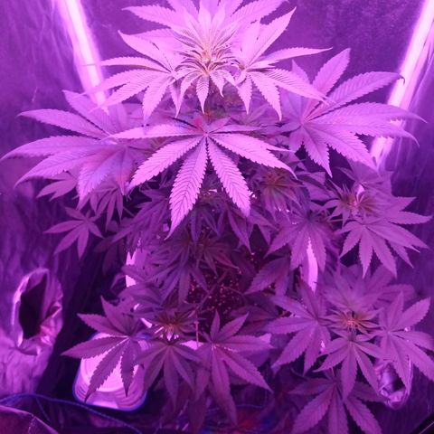 Einden mass mr hide growlog timeline photo