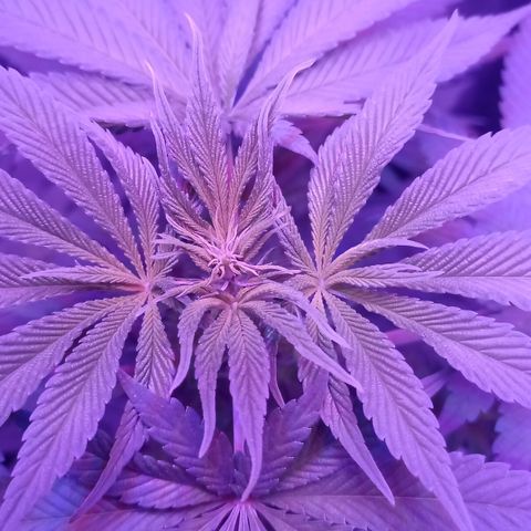 Einden mass mr hide growlog photo: Aun no sale flor