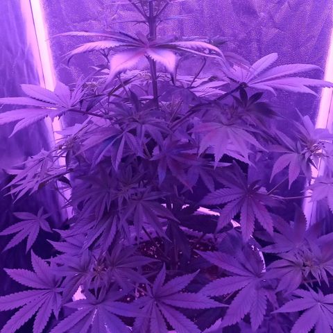 Einden mass mr hide growlog photo: Aun no sale flor