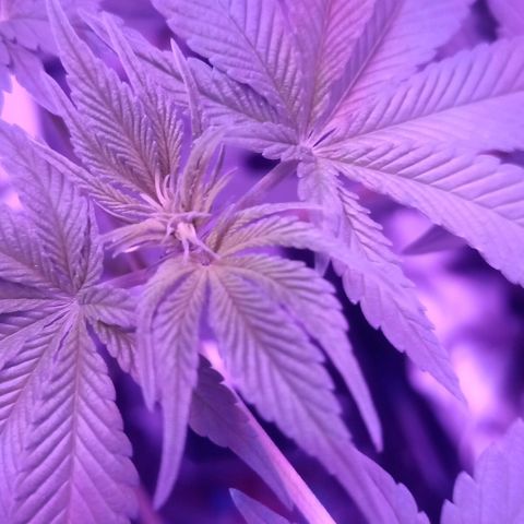 Einden mass mr hide growlog photo: Aun no sale flor