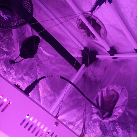 Einden mass mr hide growlog photo: Primeros pistilos, ha crecido muxo 65cm de planta, he tenido k quitsr la polea del foco, adjunto foto, sigue teniendo el belcro negro y el corden es x assegurar