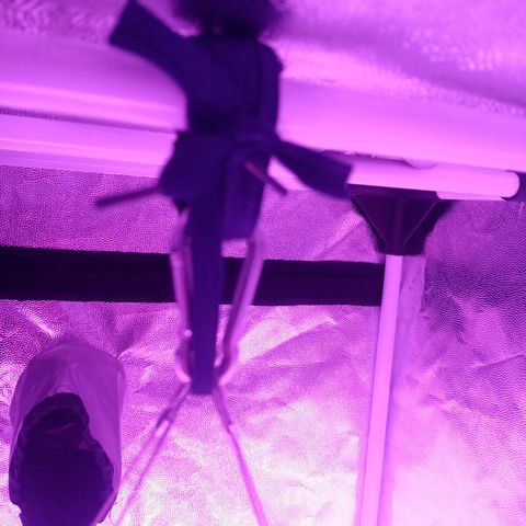 Einden mass mr hide growlog photo: Primeros pistilos, ha crecido muxo 65cm de planta, he tenido k quitsr la polea del foco, adjunto foto, sigue teniendo el belcro negro y el corden es x assegurar