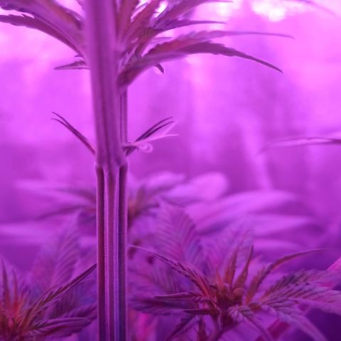 Einden mass mr hide growlog photo: Primeros pistilos, ha crecido muxo 65cm de planta, he tenido k quitsr la polea del foco, adjunto foto, sigue teniendo el belcro negro y el corden es x assegurar