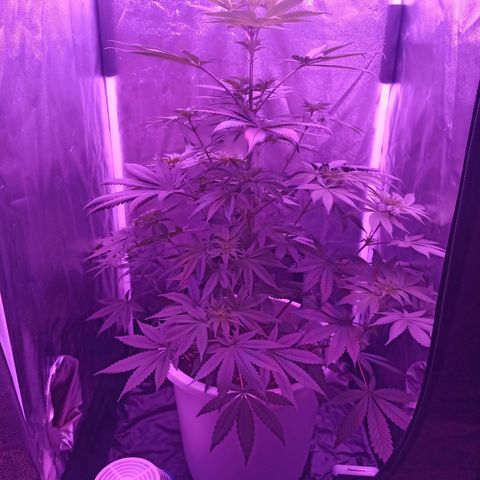 Einden mass mr hide growlog timeline photo