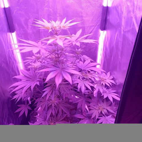 Einden mass mr hide growlog timeline photo