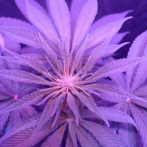 Einden mass mr hide growlog timeline photo