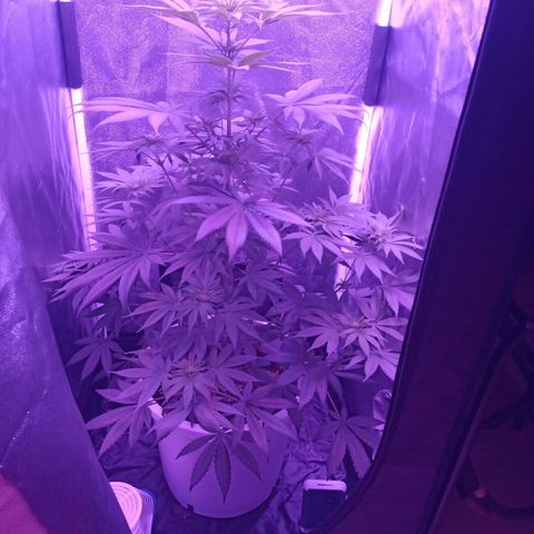 Einden mass mr hide growlog timeline photo
