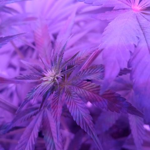 Einden mass mr hide growlog timeline photo