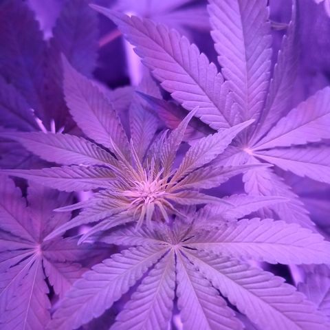 Einden mass mr hide growlog timeline photo