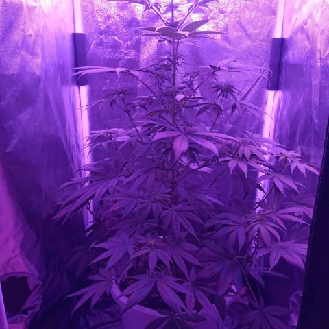 Einden mass mr hide growlog photo: Cambio abonos a periodo generativo 1