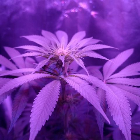 Einden mass mr hide growlog photo: Cambio abonos a periodo generativo 1