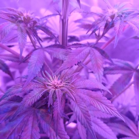 Einden mass mr hide growlog photo: Cambio abonos a periodo generativo 1