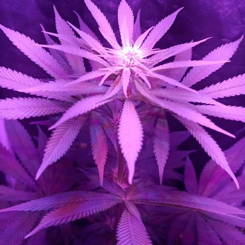 Einden mass mr hide growlog photo: Muy cerca del foco,tengo que montar slgo xa acortarlo, he subido el flores, ests bien bonica