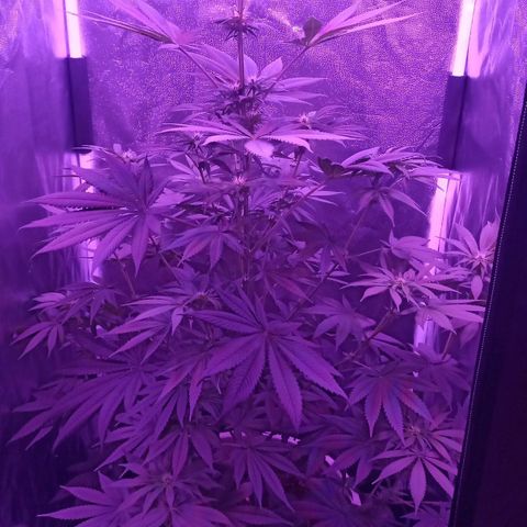 Einden mass mr hide growlog photo: Muy cerca del foco,tengo que montar slgo xa acortarlo, he subido el flores, ests bien bonica