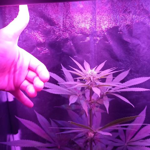 Einden mass mr hide growlog photo: Muy cerca del foco,tengo que montar slgo xa acortarlo, he subido el flores, ests bien bonica